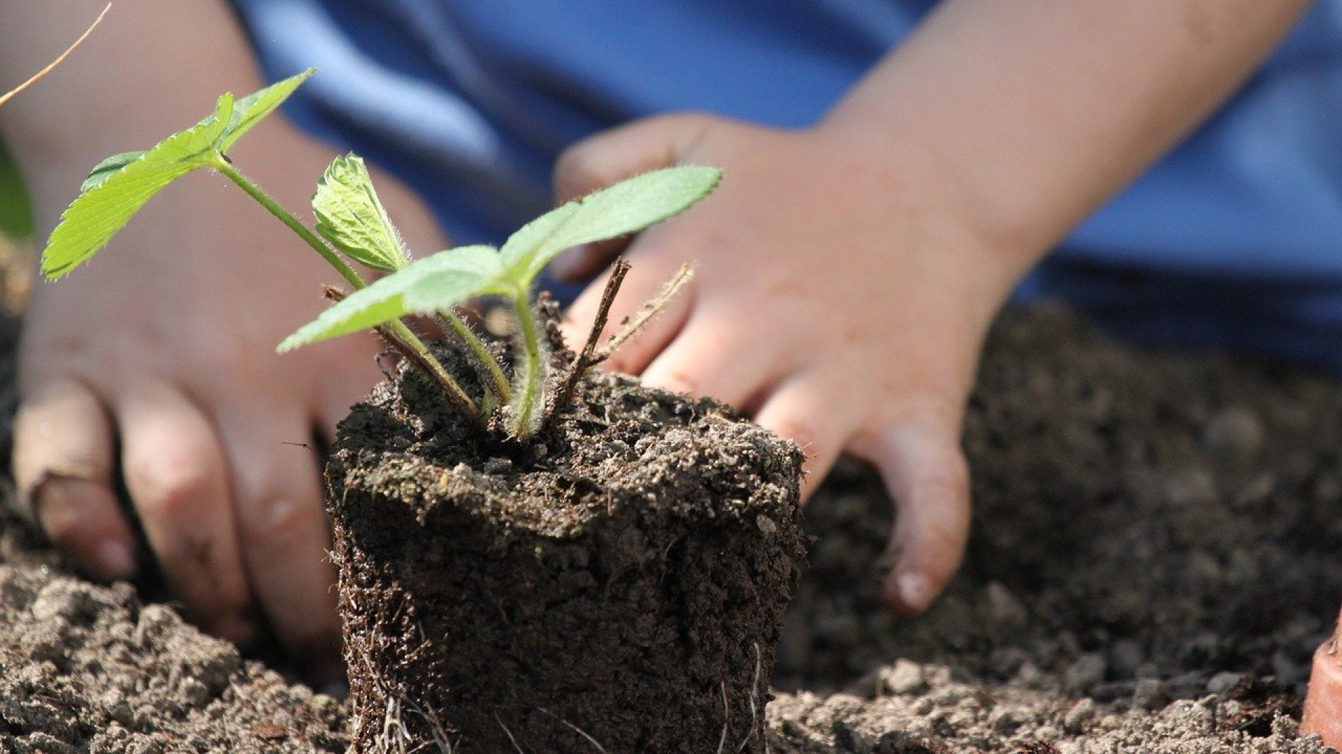 Pourquoi devriez vous utiliser des semences bio dans votre jardin ?