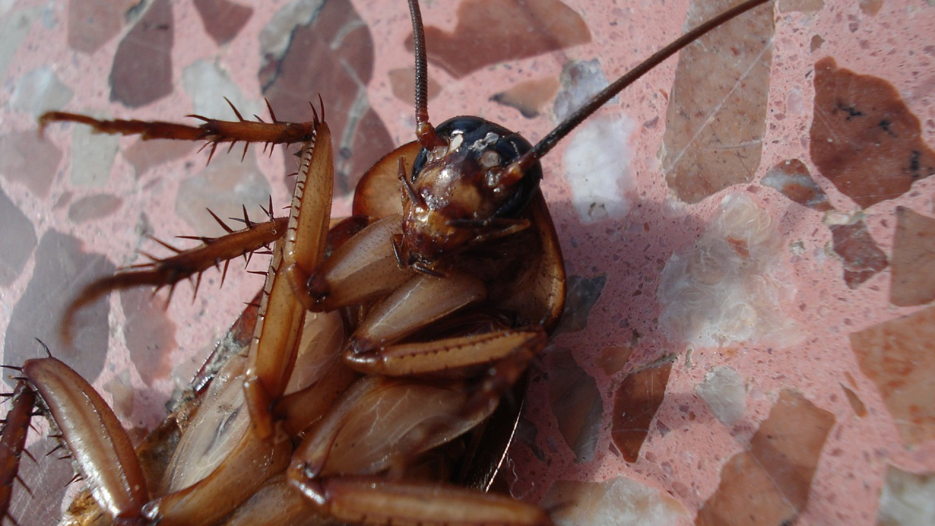 Éradiquer les blattes et les cafards : astuces efficaces pour un environnement sain...